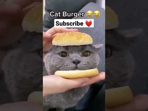 funny cat videos  2022   Copy 12