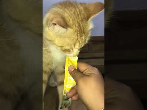 miss you ????????????‍⬛ #reels #cat #catvideos#funnycatvideos #shorts #trendingshorts#ytcat #funny #cute