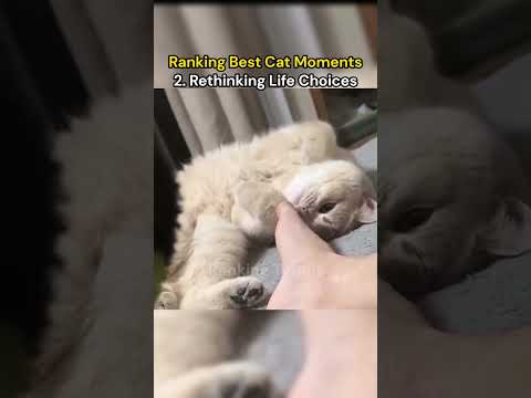Funny Cat Moments 2026 ???????? #shorts #cat #funny