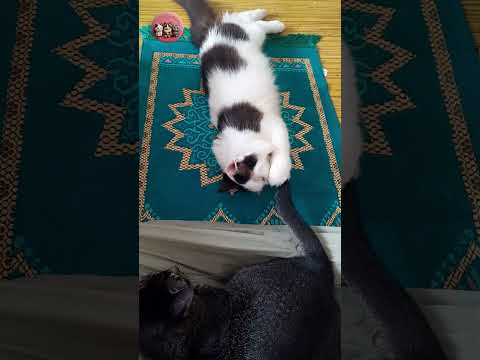 Yup. Maylo again.. ???? #shorts #cat #youtubeshorts #kucinglucu #catlovers #funnycatvideos #fyp #comedy