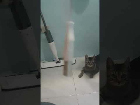 Funny cat #cat #catlover #cats #funnycats #catlover #funnyvideo #funnycatvideos