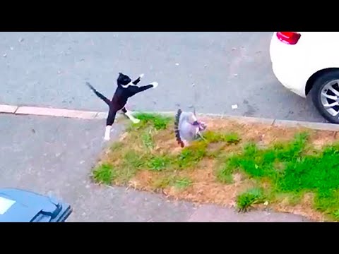 Cat Surprised Everyone / Animal Incidents Caught on Camera