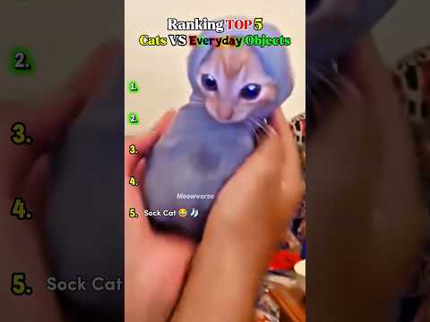 Top 5 Cats vs. Everyday Objects ???? #cat #funny #shorts