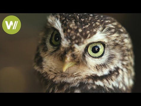 Owl sanctuary of the Eifel - Injured owls find a new home until their recovery
