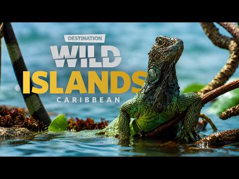 Wild Islands: Caribbean: The Jewel of the Tropics | Free Documentary Nature