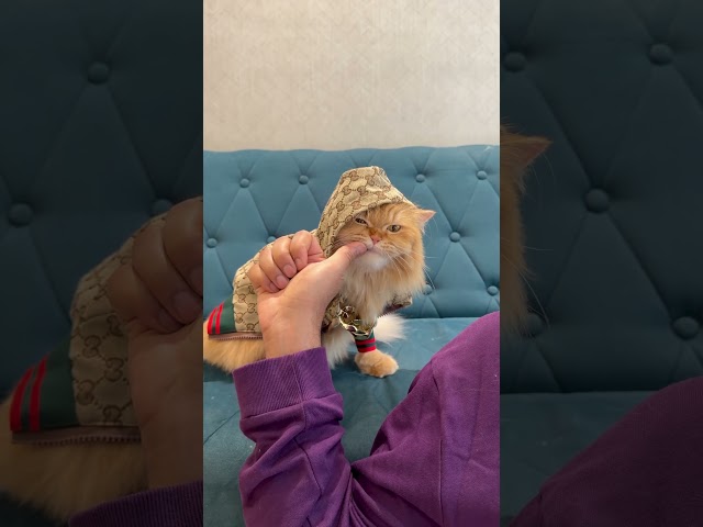 Plowy went crazy #funnycatvideos #catreaction #catvideo