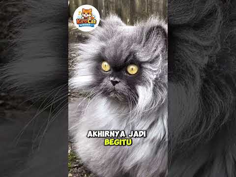 Si Boncel Kena Angin #shortvideo #kucinglucu #prettycat #cat #catvideos #kucing #imut #