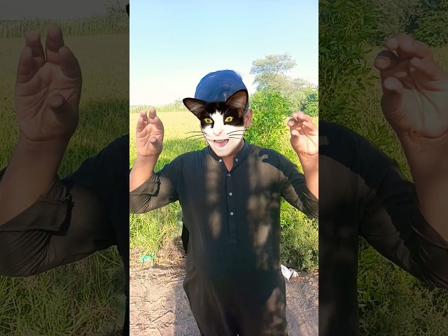 This cat is really alive! ???? #funny #cats #catvideos #tiktok  #social #usafunny #catlovers #funpage