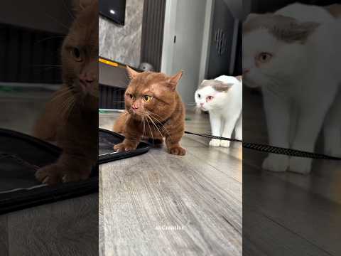 My Cutie Sweet Voice ????????#catsound #anmals #shorts #funny #cat #catvideos #funnyvideo #funnyanimals