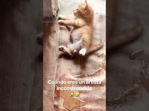 Cuando nadie comprende tu arte contemporáneo ???????? #viralvideo #funny #cat #gatos