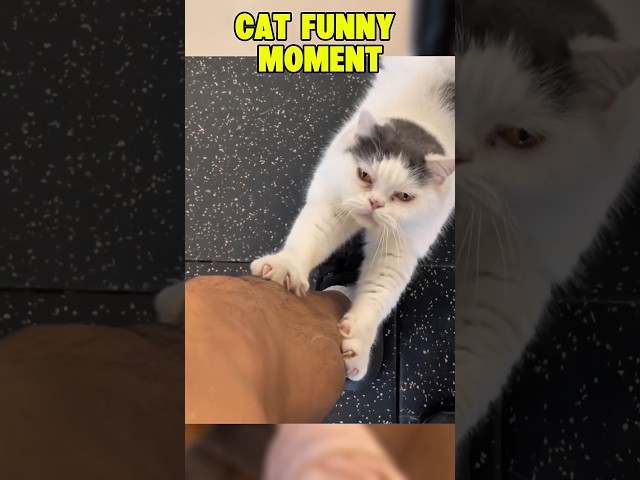 ???? Funny cat videos | cute cats | Try not to laugh | Cat videos Compilation #shorts  ????
