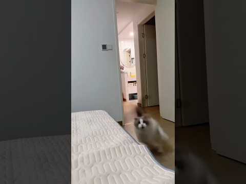 Crazy cat Parkour #reels #cat #catvideos #funnycatvideos #shorts #trendingshorts #ytcat #funny #cute