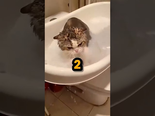 Top Viral cat videos #funny #cat