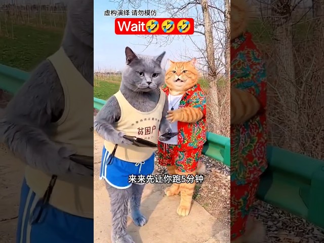 Funny cat videos???????????? #shorts #funny #funnycats #cat #minivlog #viral #shortvideo #dipasofficial