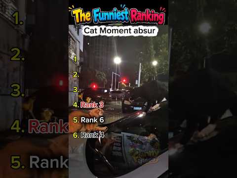Ranking the most absurd cat behaviors!  #funny #catmoments