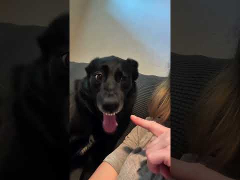 Funniest Cat Moments Ever ???????? | Funny Cat Videos #Shorts ⭐