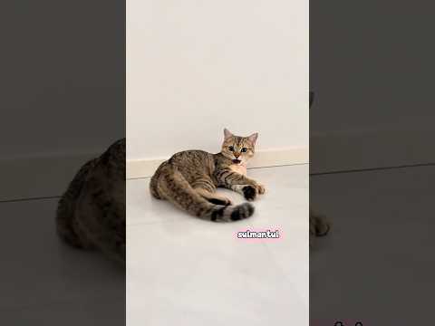 Cute cat dance ???? #reels #cat #catvideos #funnycatvideos #shorts #trendingshorts #ytcat #funny #cute