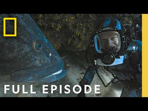 Sharks Up Close with Bertie Gregory (Full Episode) | SHARKFEST SPECIAL | National Geographic