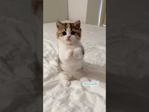 Cute cat dance ???? #reels #cat #catvideos #funnycatvideos #shorts #trendingshorts #ytcat #funny #cute