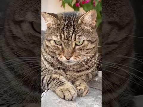 Çekirdek ailem  #keşfet #kedi #cat #cute #catvideos #catlover #funny #kedivideoları