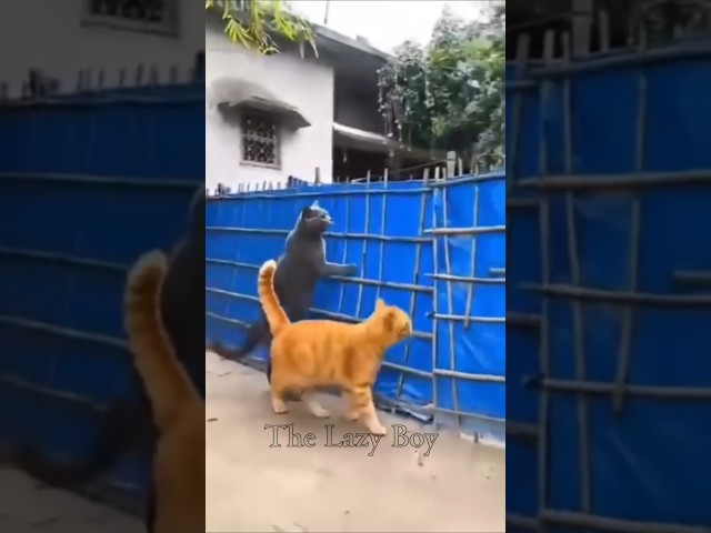Cat, Mind Your Own Business! ???? Funniest cat videos! ???? #cat #shorts #funny #youtubeshorts