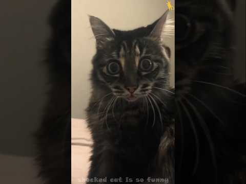 shocked cat is so funny #cat #cats #funny #catvideos #funnycats #shorts