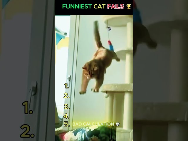 Can You Pick The Funniest Cat Fail? ???????? #ranking #catshorts #shorts