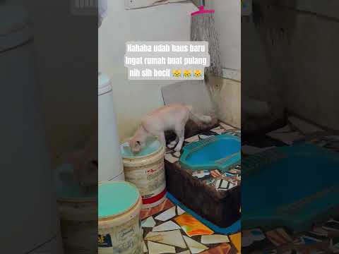 ???????? #cat #catvideos #catshorts #catlife #catlove #cutecat #kucing #kucinglucu #pecintakucing