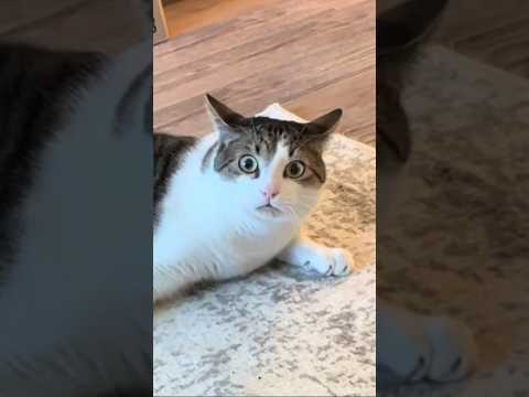 Funny Cat videos 
