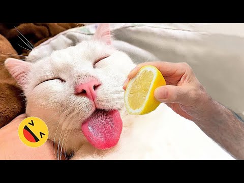 Funny Dogs And Cats Videos 2024 