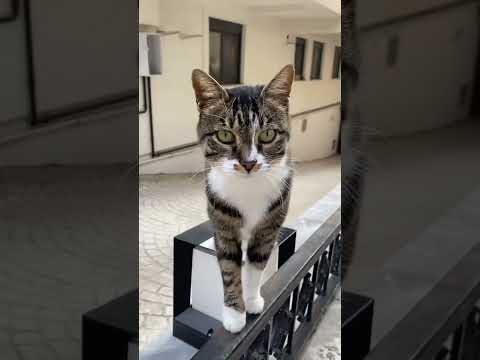 Anne ben dışarı çıkıyorum  #cat #kedi #kitten #catlover #kedivideoları #cute #funny #catvideos
