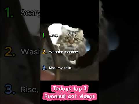 Todays top 3 funniest cat videos ! (repost) #cat #funny #shorts