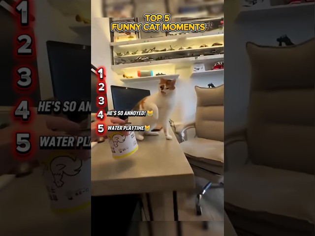 TOP 5 FUNNY CATS #shorts #cat #funny