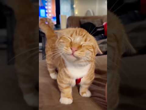 Funny Cat????#cutecat #cat #cats #catlife #catvideos #shorts