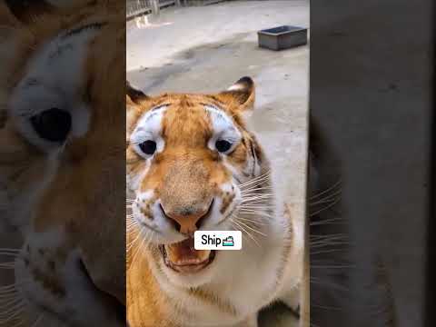 Some cute & funny cats!! #cat #cats #catvideos #catshorts #catlife #catvideo #catmemes #shortsfeed