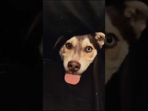 Funny Animals Part6????#funnyanimal#cuteanimals #funnycatvideos #viralreelschallenge#viralreels #shorts