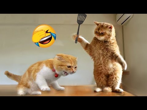 Funny Animal Videos 2024 