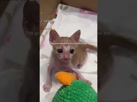 Top 3 Silly Cat Videos ????????