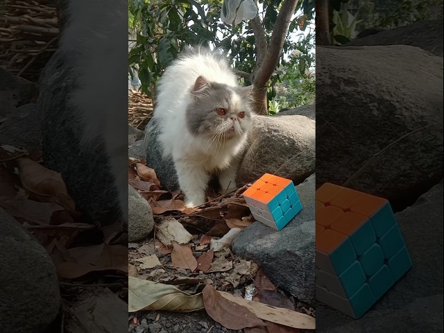 Funny Cat Videos ???? Ming on the Yard ????,