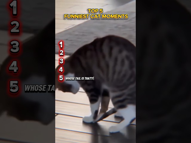TOP 5 FUNNY CATS #shorts #cat #funny