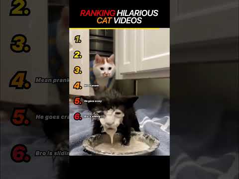 Hilarious cat compilation ???????? #catvideos #funny #shorts