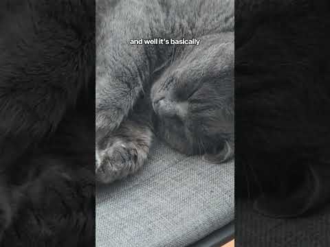 #funny #cat #adorably #cats #chat #adoreble #kitten #pets #cutecat #funnyvideo #animals #catvideos