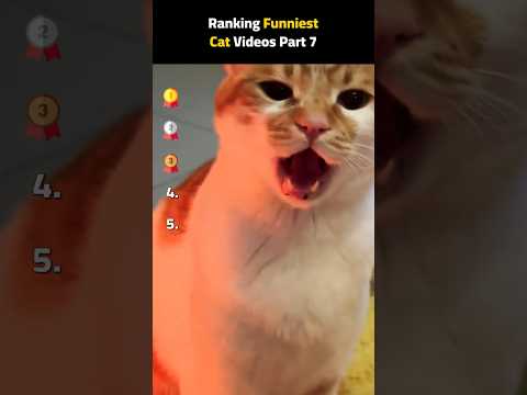 Ranking Funniest Cat Videos Part 7 ???? #cat #funny #top5 #cute