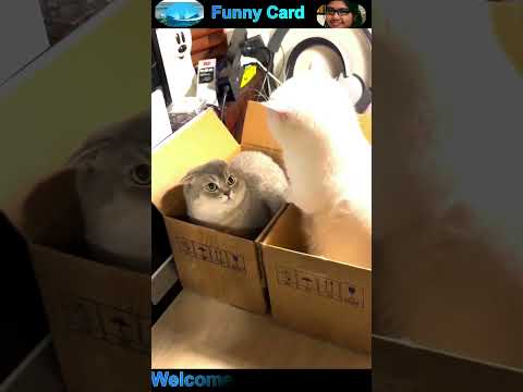funny cat and dog videos #cat #dog #shorts #funny #funnycats #funnydogs #cute #viral #pets