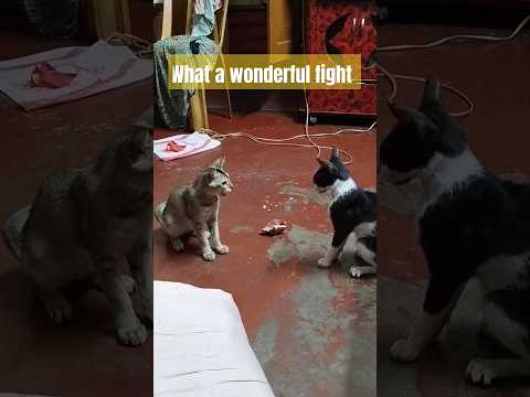 cats fight/funny cat's videos/dustu kokil song/cat videos compilation/try not to laugh#shorts