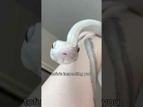 Tofu Needs to Inspect You… #snake #reptiles #animals #pets #silly