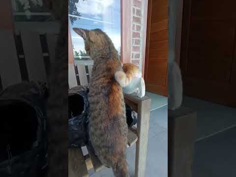 funny cat #cat #studywithmeandmycat #catshorts #mangkicauoffecial #cute #catvideos #kitten