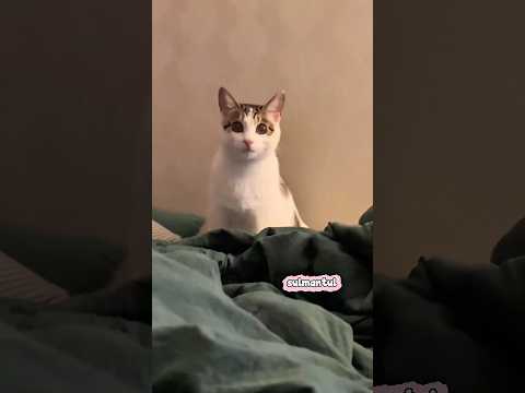 Cute cat dance ???? #reels #cat #catvideos #funnycatvideos #shorts #trendingshorts #ytcat #funny #cute