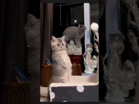 Cute cat #viralvideo #cat #music #meow #dramaticcat #funnykittens #musicmemes #cute #funnycatvideos