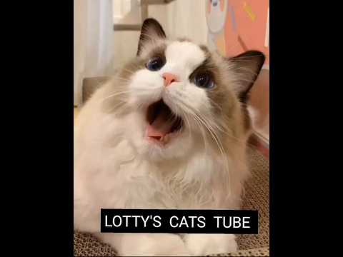 Cute and Funny Cat Videos Compilation. Part 97.